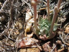 Dudleya abramsii affinis