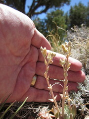 Dudleya abramsii affinis