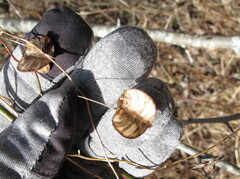 Dioscorea villosa