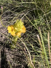 Alectra sessiliflora