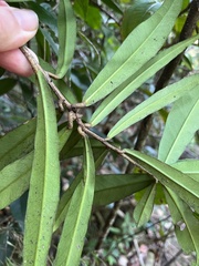 Brunfelsia portoricensis