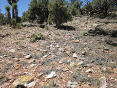Dudleya abramsii affinis