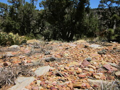 Dudleya abramsii affinis
