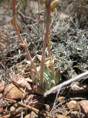 Dudleya abramsii affinis
