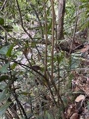 Brunfelsia portoricensis
