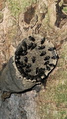 Scaptotrigona postica