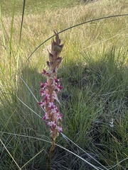 Satyrium longicauda