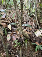 Brunfelsia portoricensis
