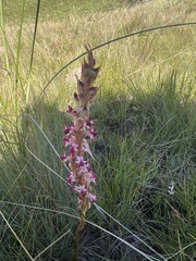 Satyrium longicauda