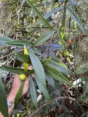 Brunfelsia portoricensis