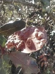 Dryomyia lichtensteinii