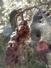 Dryomyia lichtensteinii