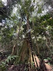 Pterocarpus officinalis