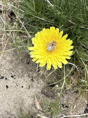 Martinapis occidentalis