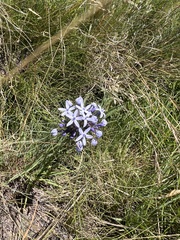 Pentanisia prunelloides