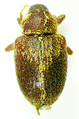 Lignyodes enucleator