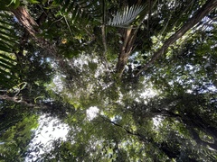 Pterocarpus officinalis