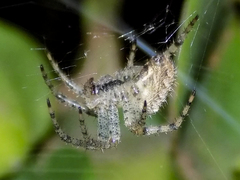 Pararaneus