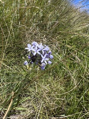 Pentanisia prunelloides