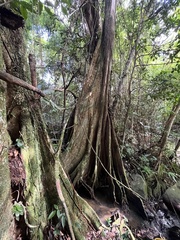 Pterocarpus officinalis