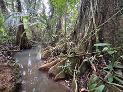 Pterocarpus officinalis