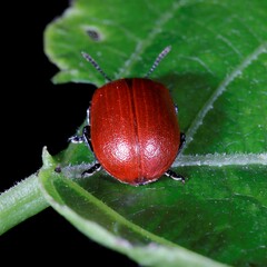 Chrysomela populi
