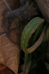 Puccinia mariae-wilsoniae