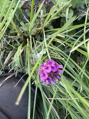 Trifolium burchellianum