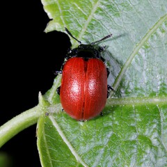 Chrysomela populi