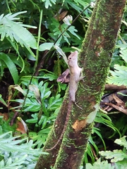 Anolis capito