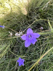 Wahlenbergia undulata