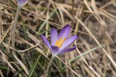 Crocus tommasinianus