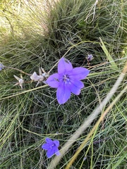 Wahlenbergia undulata