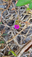 Portulaca
