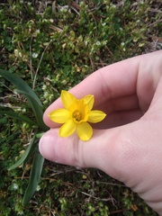 Narcissus jonquilla