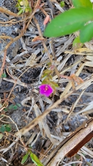Portulaca