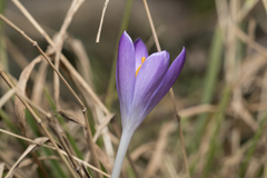 Crocus tommasinianus