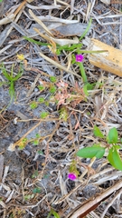 Portulaca