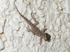 Mediodactylus kotschyi