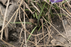 Crocus tommasinianus