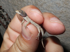 Mediodactylus kotschyi