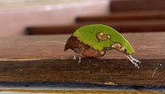 Pycnopalpa bicordata