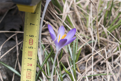Crocus tommasinianus