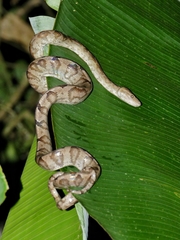Corallus annulatus