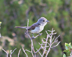Vireo vicinior