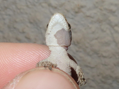 Mediodactylus kotschyi