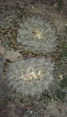Ariocarpus retusus