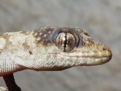 Mediodactylus kotschyi