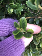 Eurytetranychus buxi