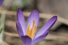 Crocus tommasinianus